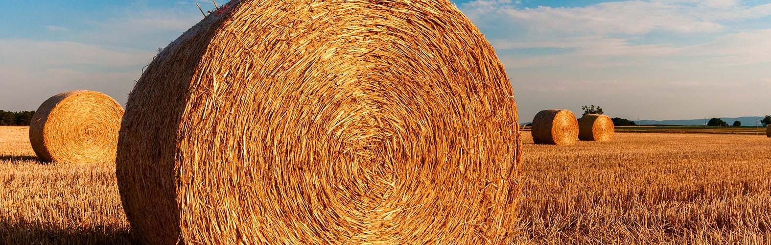 A bunch of hay bales are sitting in a field.