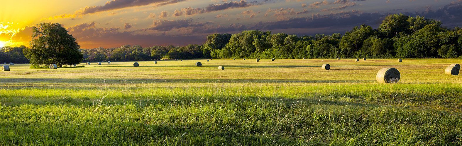 Golden sunset over a field with hay bales and trees.