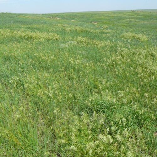Grassy field with green and yellow-brown vegetation, under a pale sky.