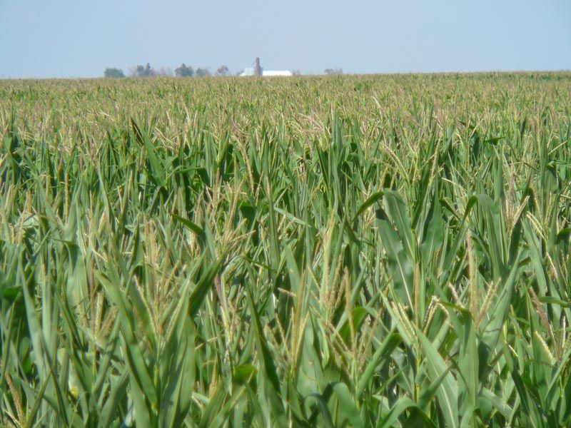 Field of tall green corn stalks under a clear blue sky, with a farm in the distance.