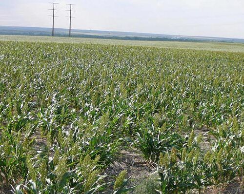 Field of green sorghum crops, with power lines on the horizon under a light sky.