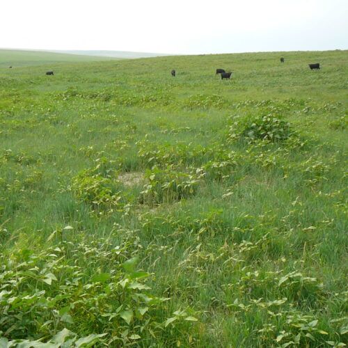 Green pasture with several grazing cattle under an overcast sky.