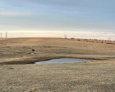 Brown grassland with a small pond, cattle grazing in the distance, and power lines under a pale blue sky.