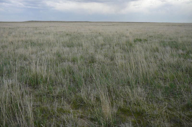 Vast grassy prairie under overcast sky.