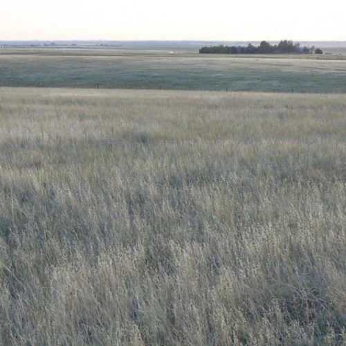 Vast prairie landscape; long grass in foreground, low trees on the horizon under a hazy sky.