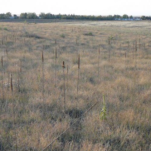 A field of tall grass with a fence in the background