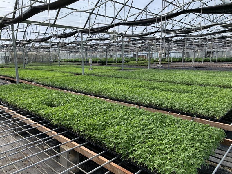 Greenhouse interior with rows of seedlings in trays. Metal frame roof.