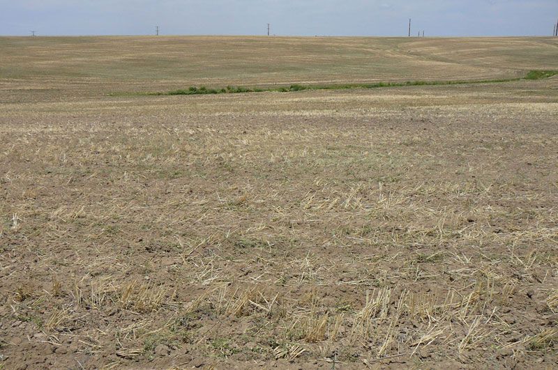 Field of dry, cut grass, under a pale sky.
