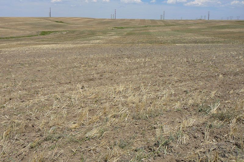 Dry, brown field with sparse vegetation under a blue sky, power lines in the distance.