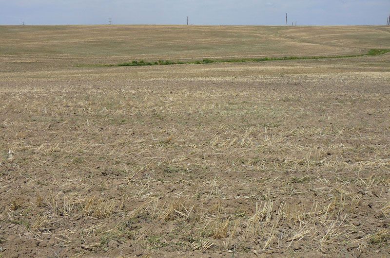 Dry, harvested field under a pale blue sky. Faded brown stubble covers the landscape.