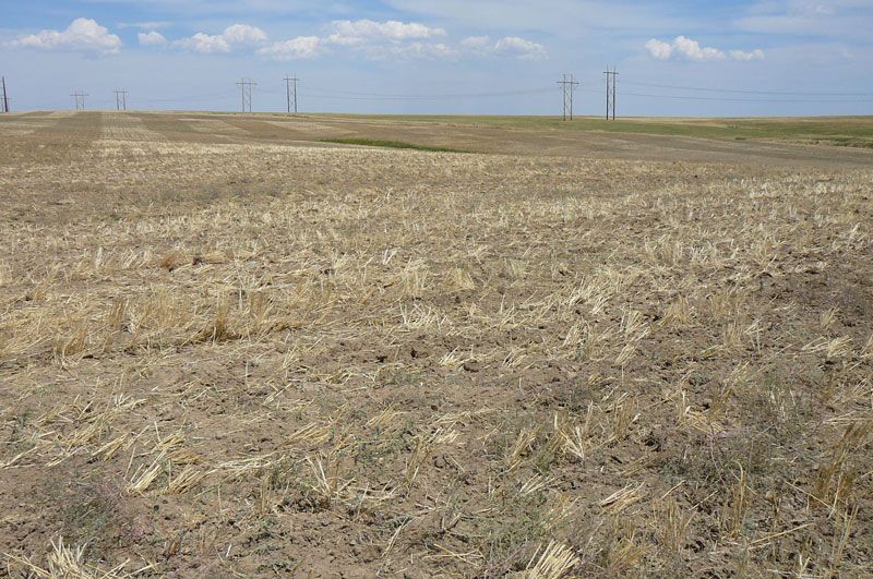 Harvested wheat field under a blue sky, power lines visible on the horizon.