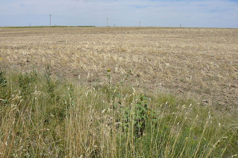 Field of brown crops and stubble with tall grasses in the foreground, under a blue sky.