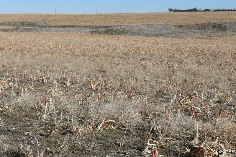 Dry, brown field of dead crops under a clear blue sky.