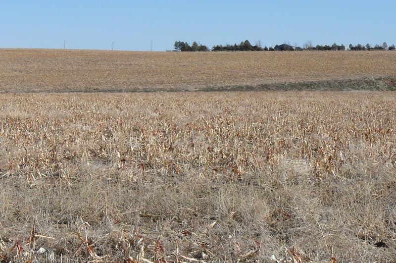 Harvested cornfield under a bright blue sky, with brown stalks and dried weeds.