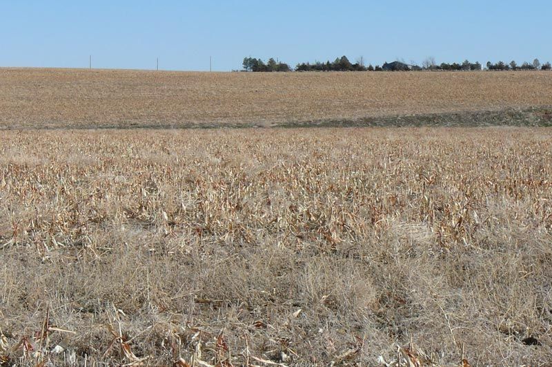 Field of dried corn stalks under a clear blue sky; horizon with a line of trees.