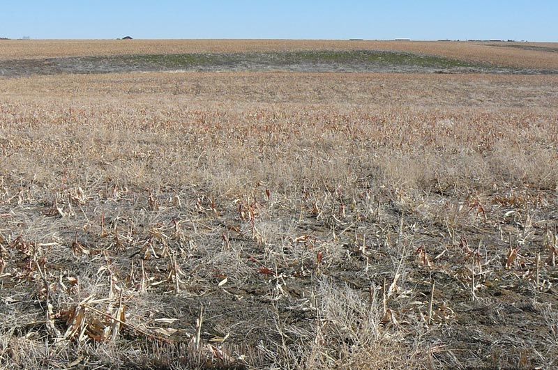 Field of dry, brown crops under a clear, blue sky.