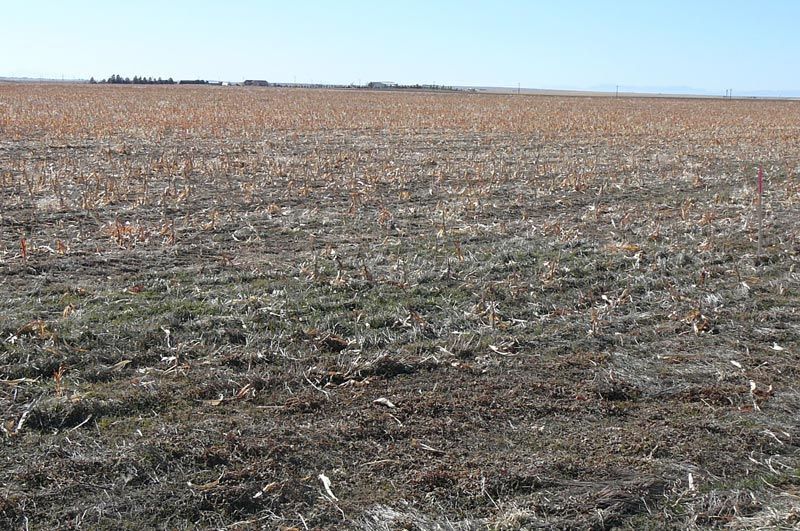 A harvested field under a clear blue sky; brown and tan crop residue covers the ground.