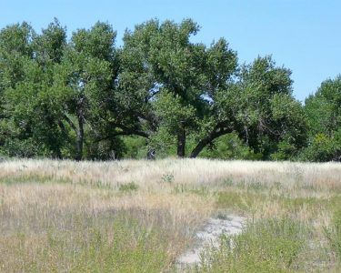 Grassy field with tall, green trees against a clear blue sky.