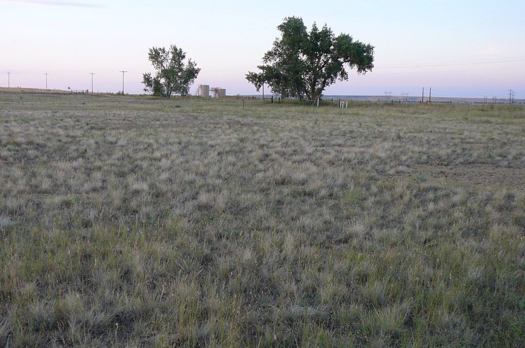 Grassy field with two trees, power plant in the distance under a pale blue sky.