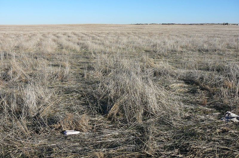 Dried grass field under a clear blue sky, with rows of stubble visible.