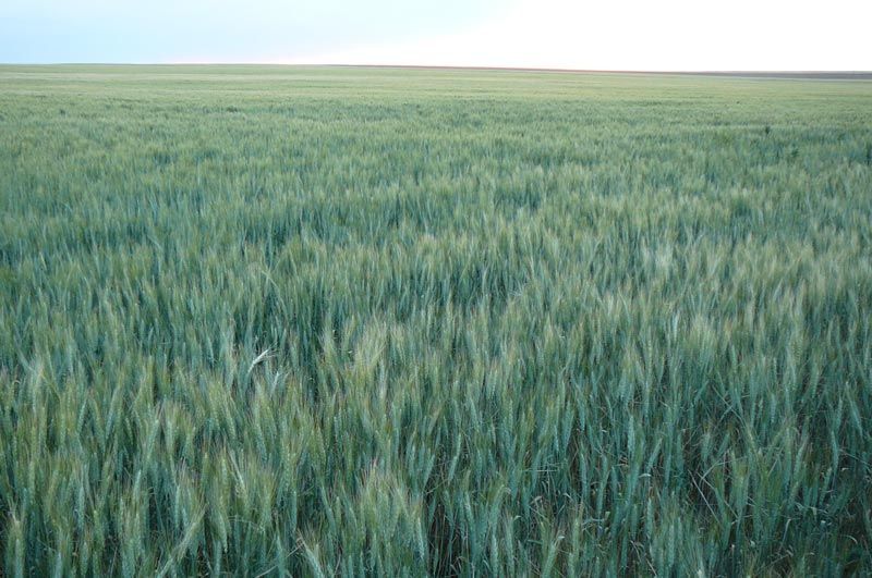 Field of green crops under a cloudy sky.