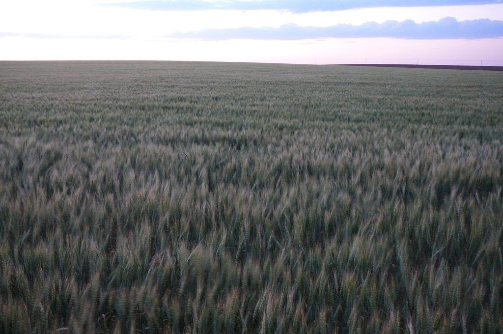 A large field of wheat with a cloudy sky in the background.