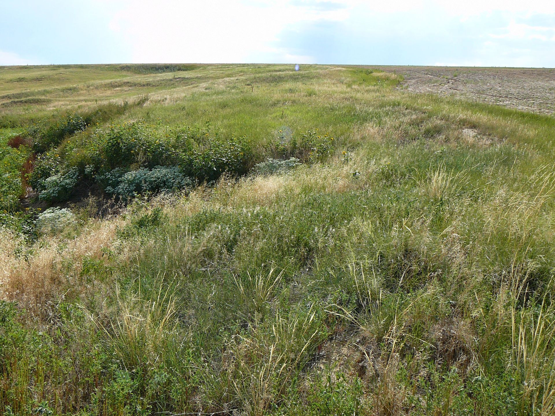 Grassy field with a depression in the foreground; blue sky in the background.