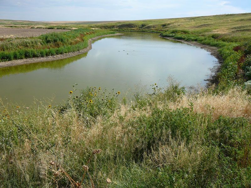 A small, murky pond surrounded by grassy banks under a cloudy sky.