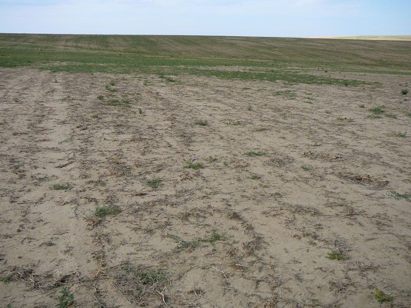 Sandy field with sparse green growth, transitioning to a grassy, elevated landscape under a pale blue sky.