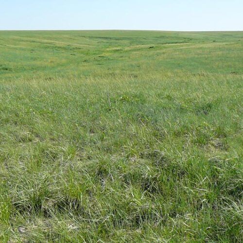 Green prairie landscape under a clear blue sky.
