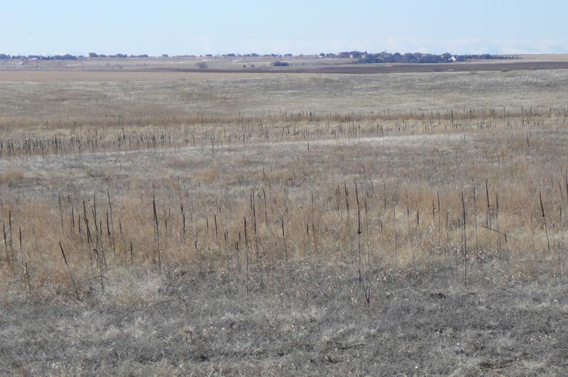 Dry, grassy field under a clear, blue sky. Distant horizon with trees.