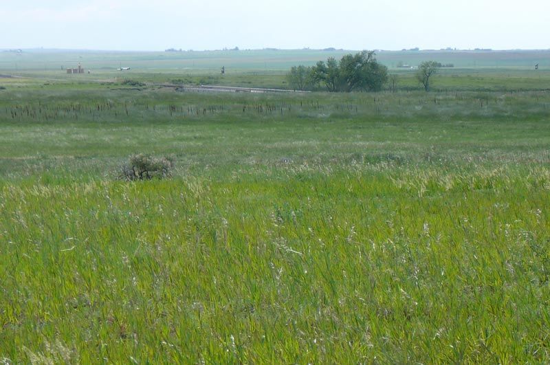 A large grassy field with trees in the background on a cloudy day.