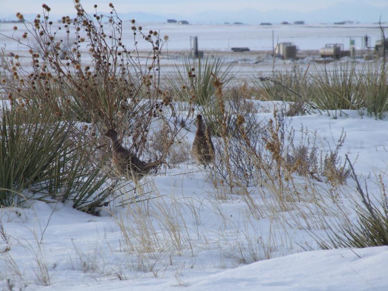 A couple of birds standing in a snowy field
