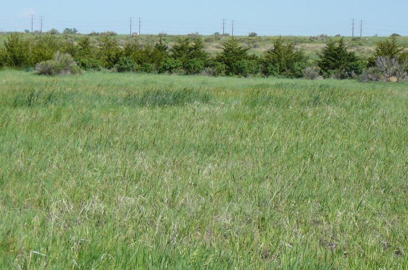 Grassy field with line of green trees against a blue sky.
