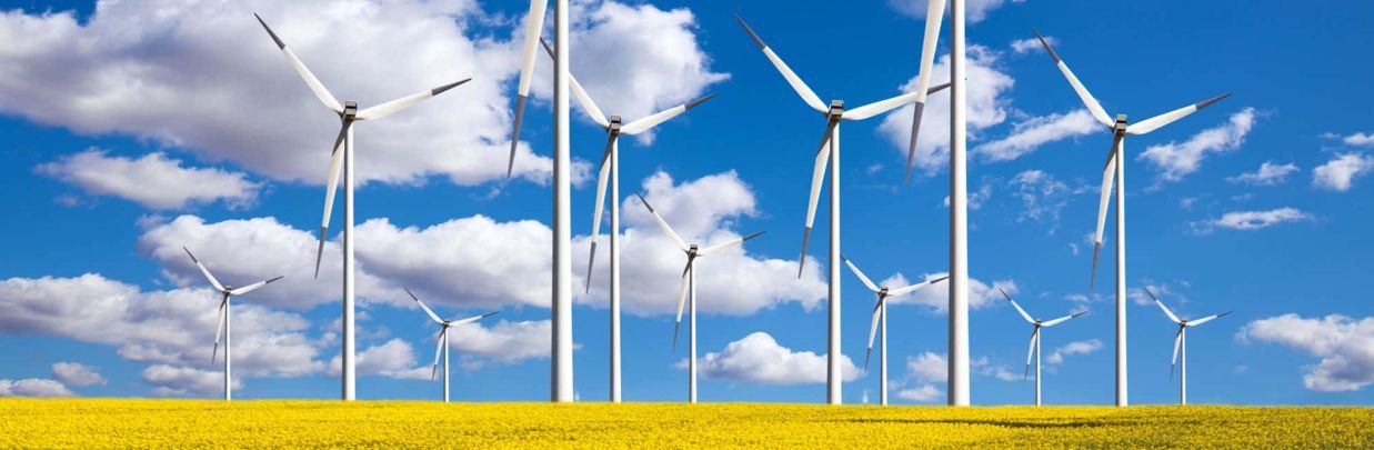 Wind turbines in a field of yellow crops under a bright blue sky with white clouds.