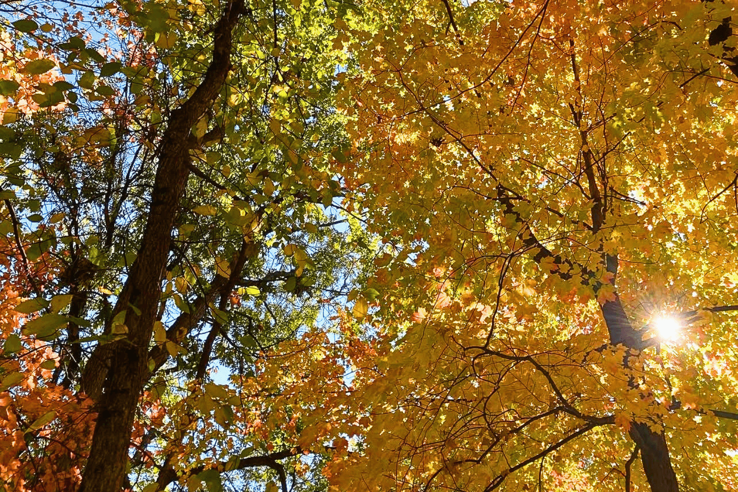 Beautiful fall leaves on a fall day in the North Woods.