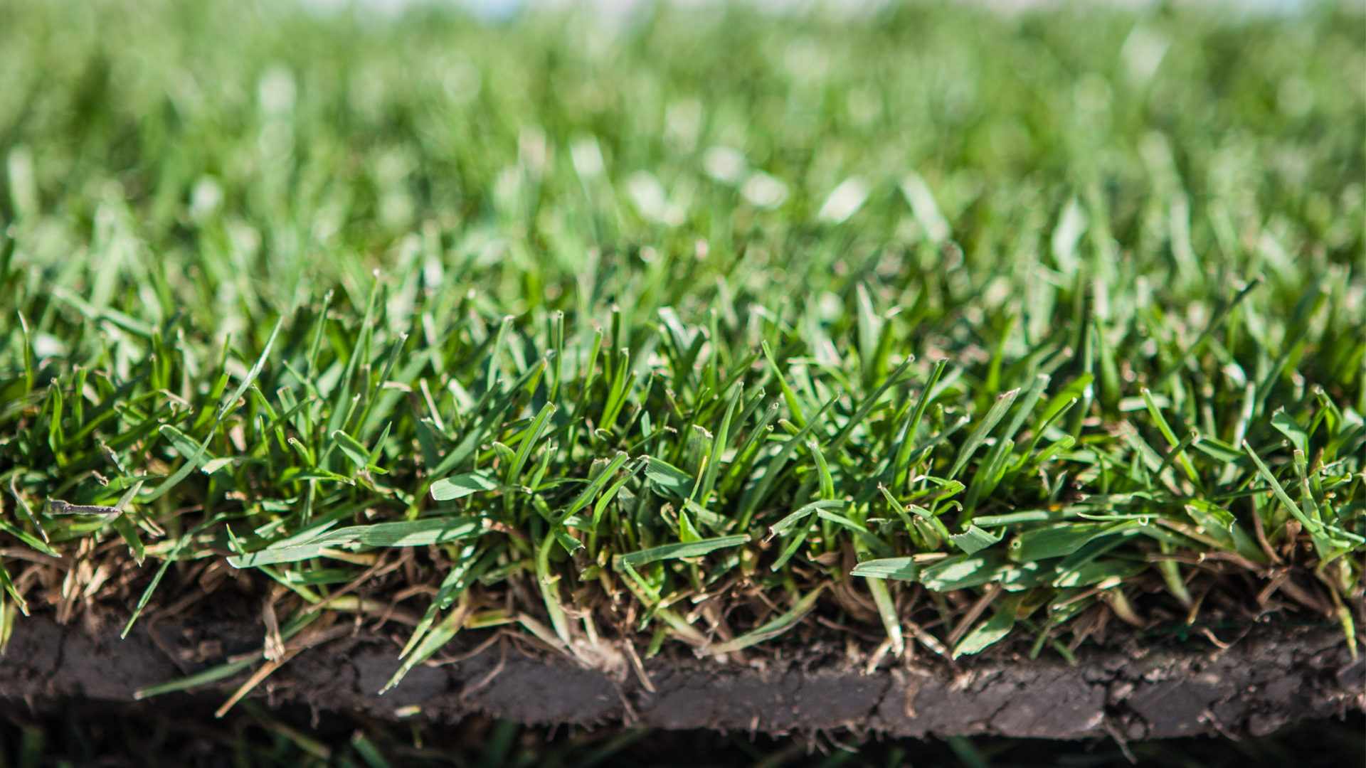 company landscaping services