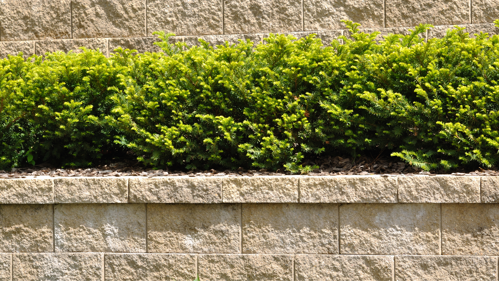 a brick wall with a bush in the middle of it