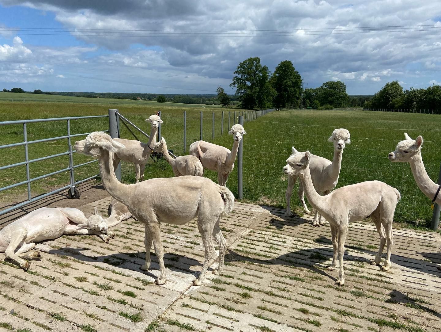 Eine Herde Alpakas steht auf einem Feld.