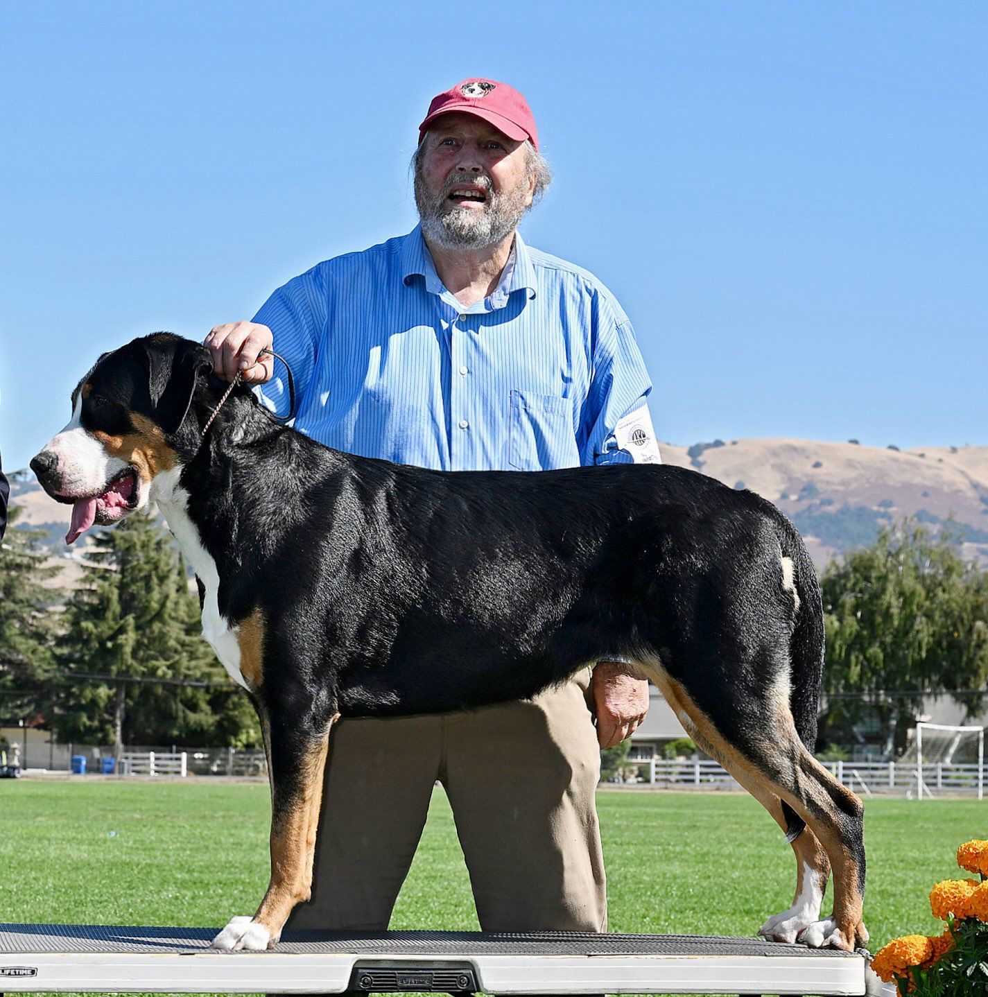 A man in a red cap stands beside a black, tan, and white dog on a show platform outdoors.