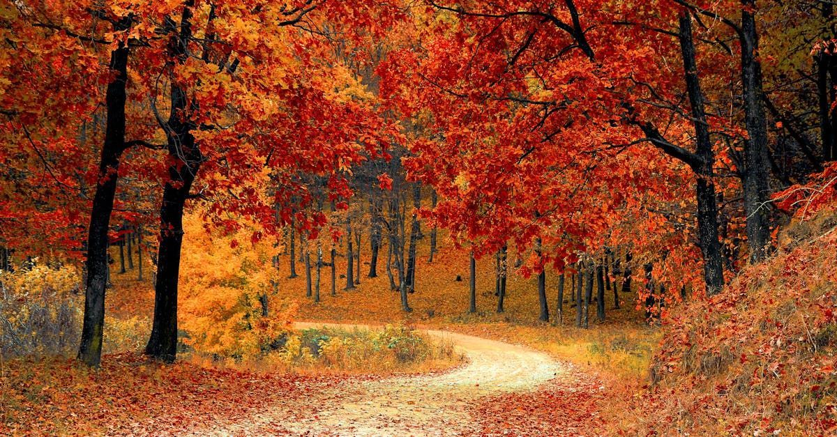 Image of pathway