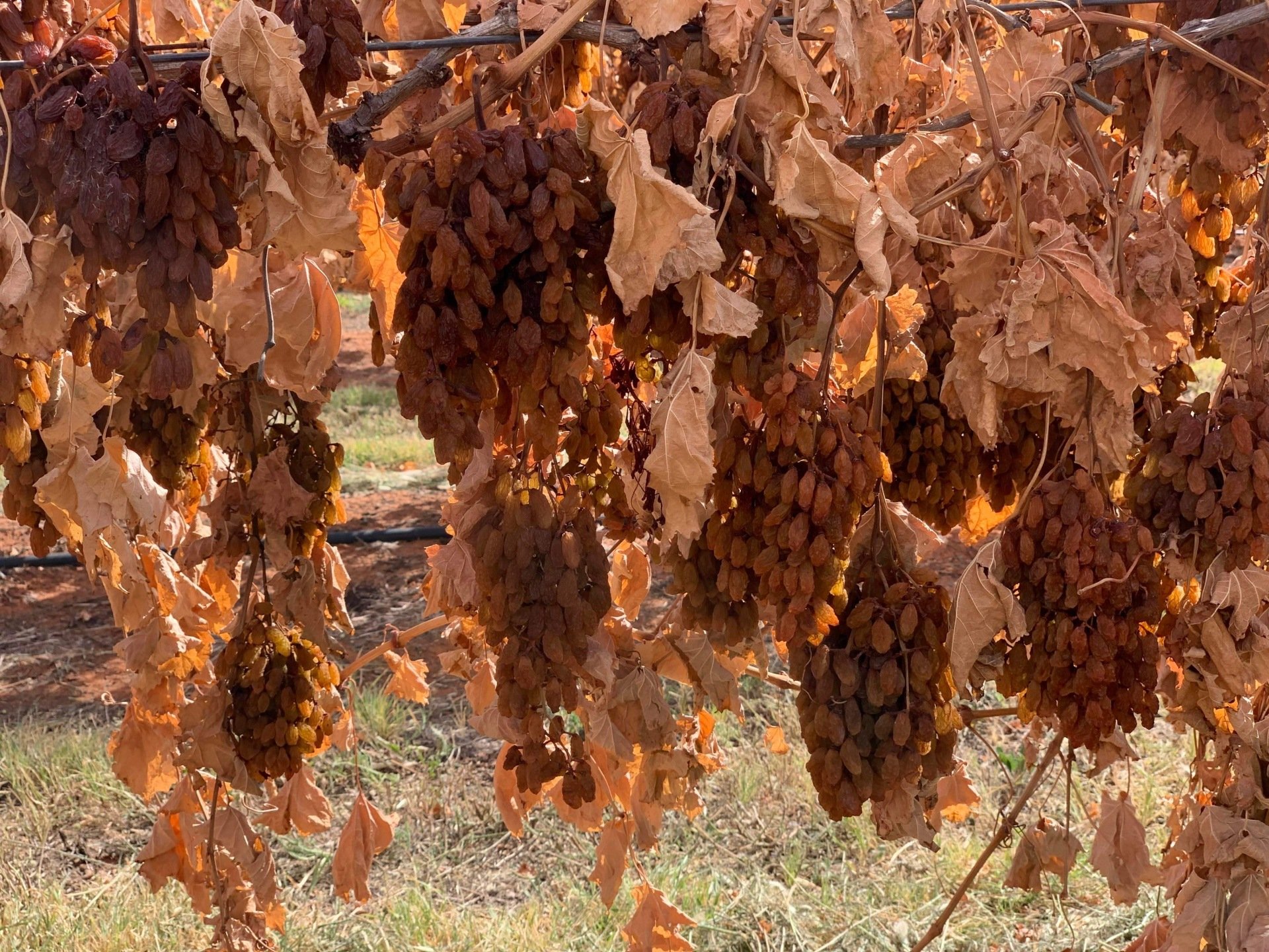 Gallery CT Vineyards Pty Ltd