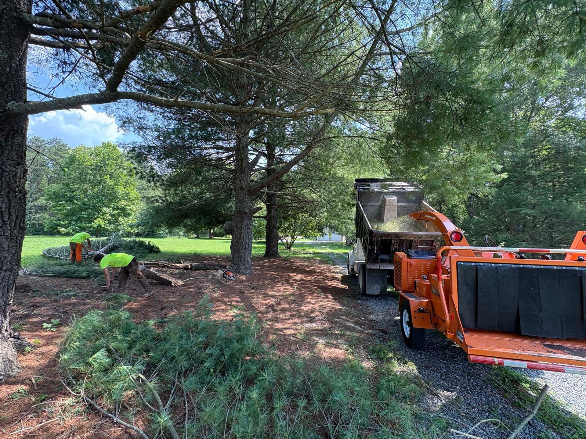 Workers and orange machinery clearing brush under large trees in a park-like area