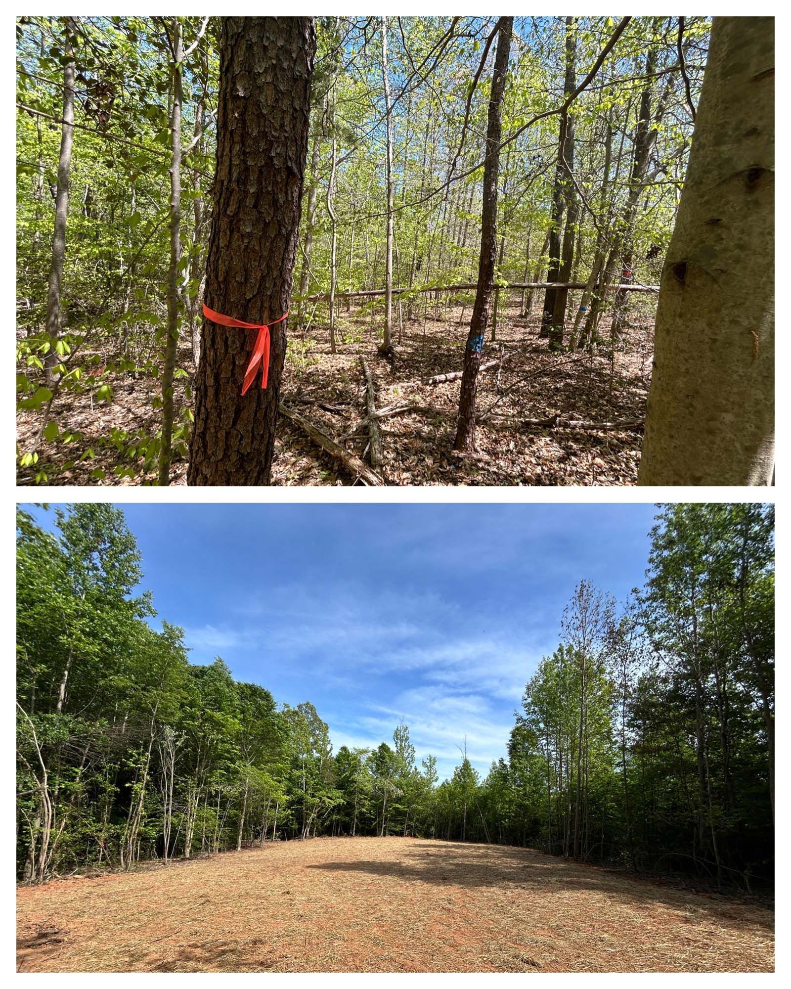 Two forest views: a marked tree in woods and a cleared dirt clearing under blue sky.