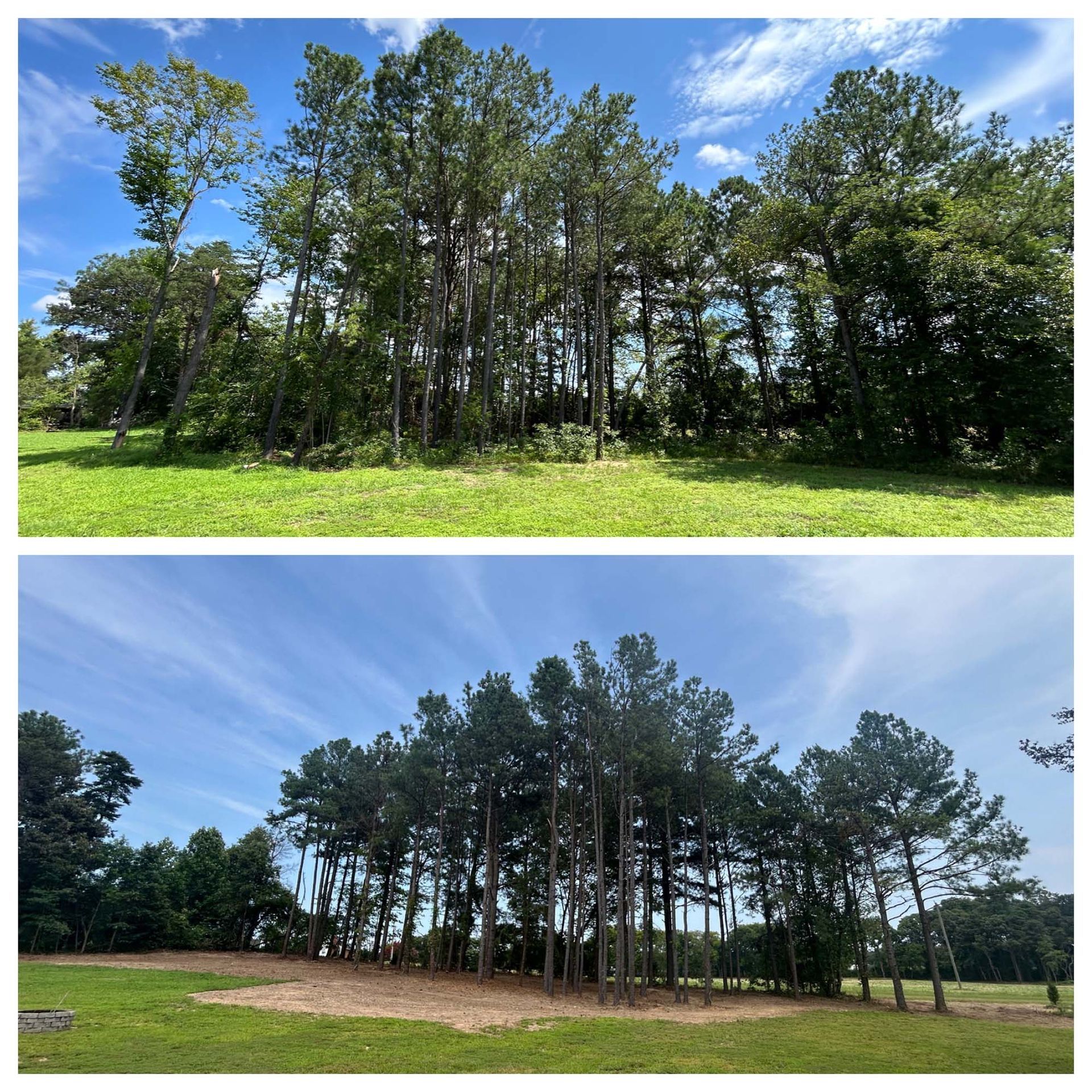 Two forest views under blue sky: one lush and sunlit, one darker with tall trees in a clearing