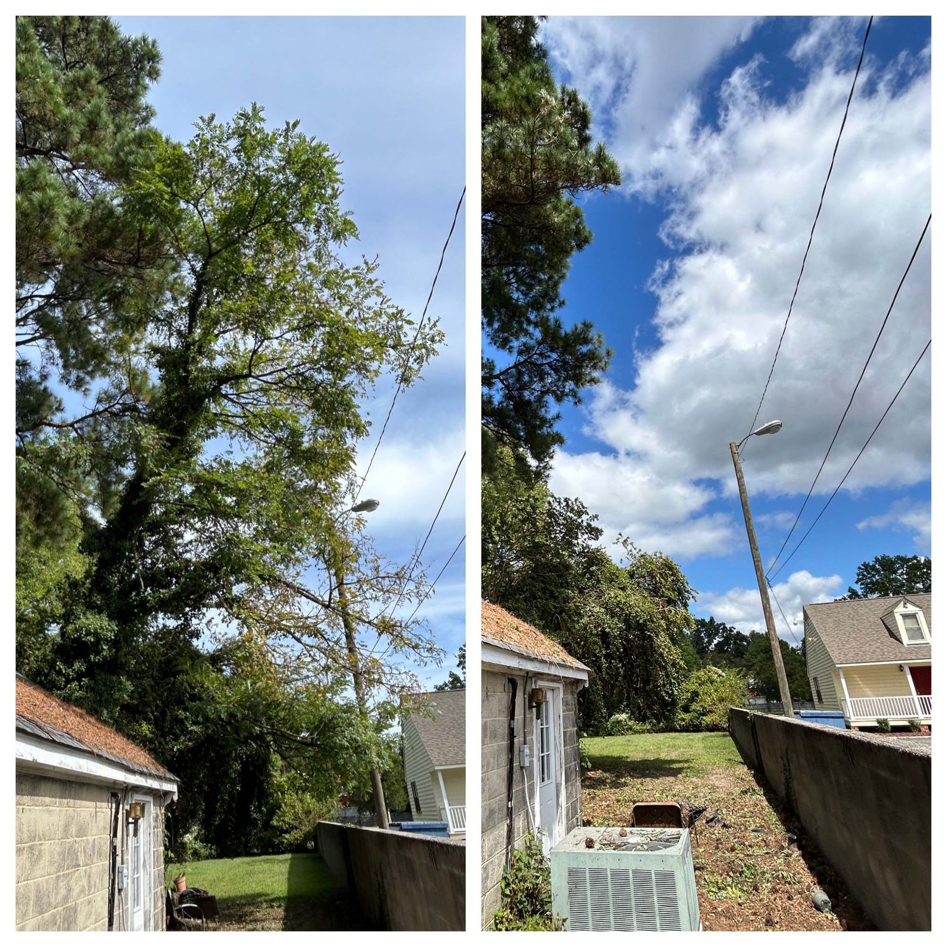 Backyard view with tall tree, blue sky, clouds, power lines, and small buildings on either side