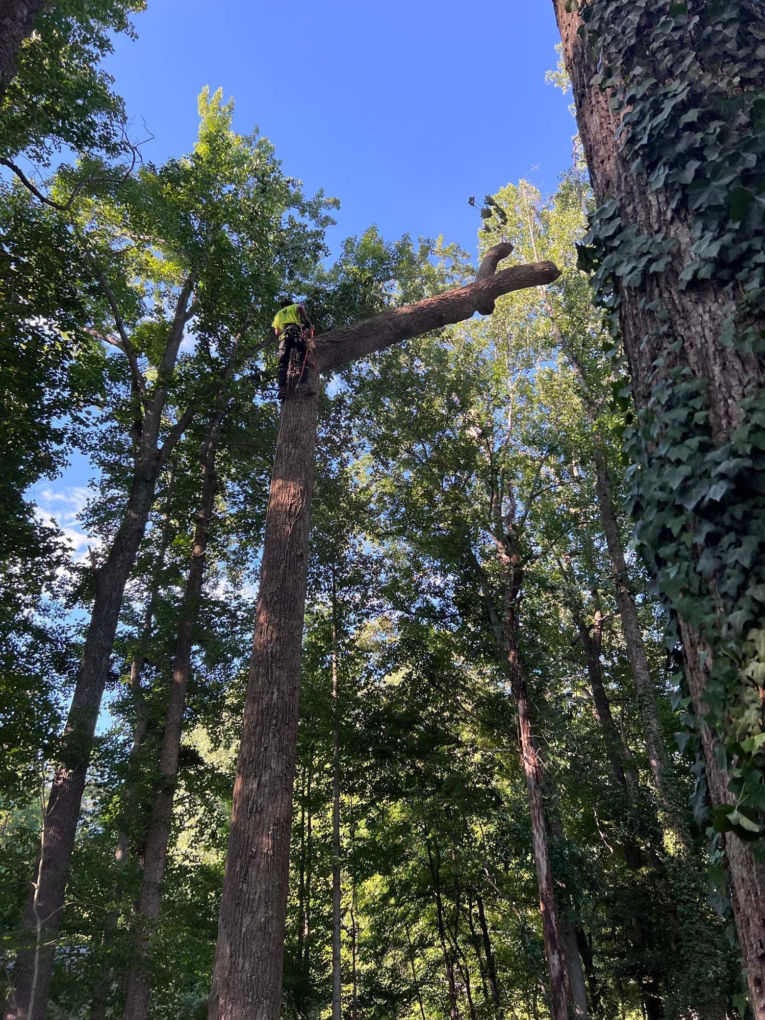 Tall tree in a forest with a large broken branch reaching outward under a blue sky.