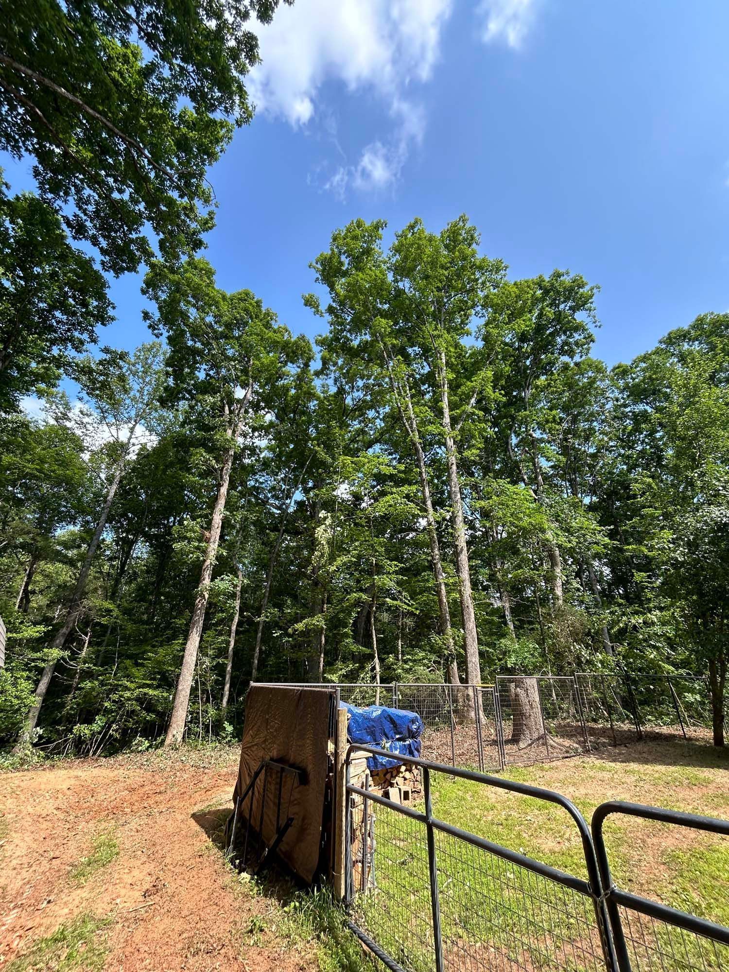 Sunny wooded yard with tall trees, a metal gate, and a rusted utility box in the foreground