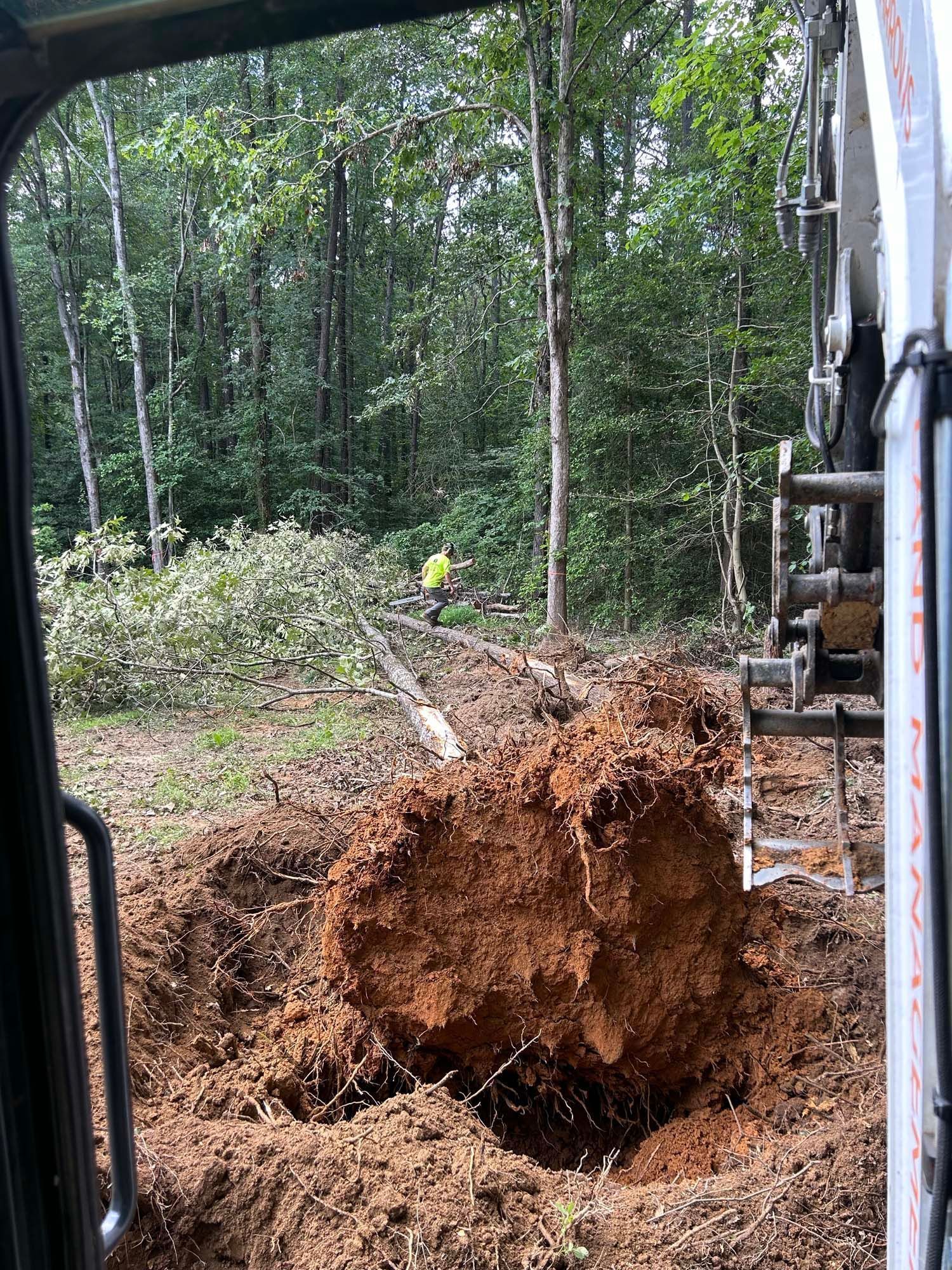 Excavator beside a large uprooted tree and soil pit in a forest clearing
