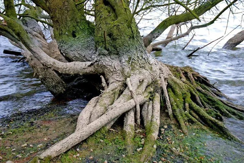 AQUATIC TREE REMOVAL